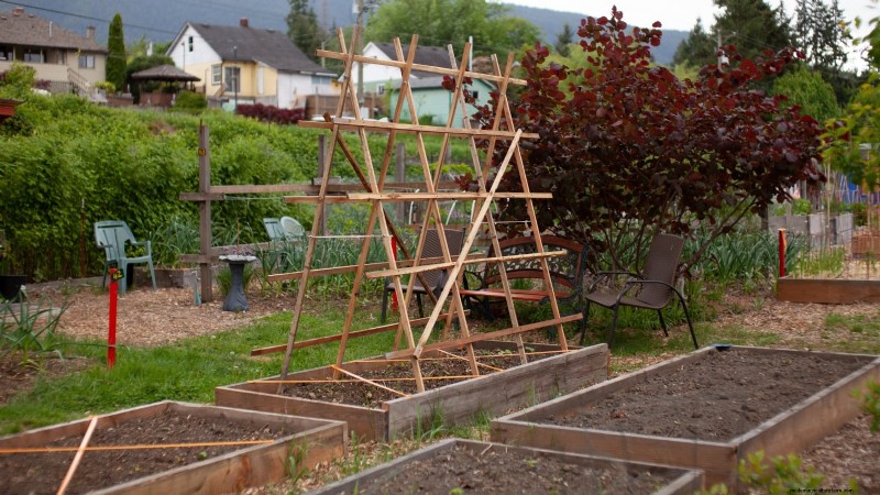 Grow Grapes in Raised Beds: A Comprehensive Guide