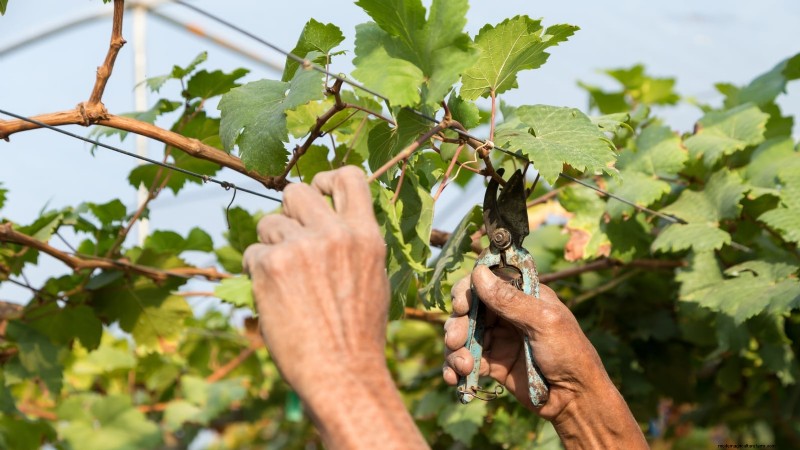 Grow Grapes in Raised Beds: A Comprehensive Guide