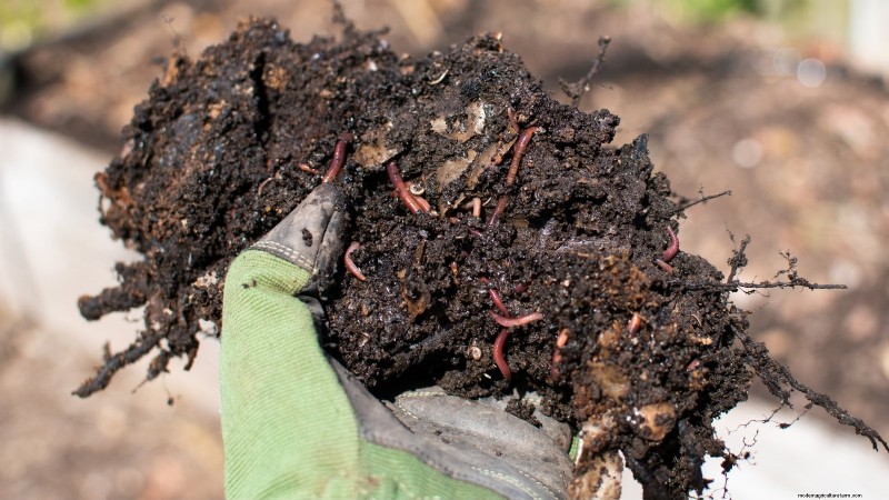 Grow Grapes in Raised Beds: A Comprehensive Guide