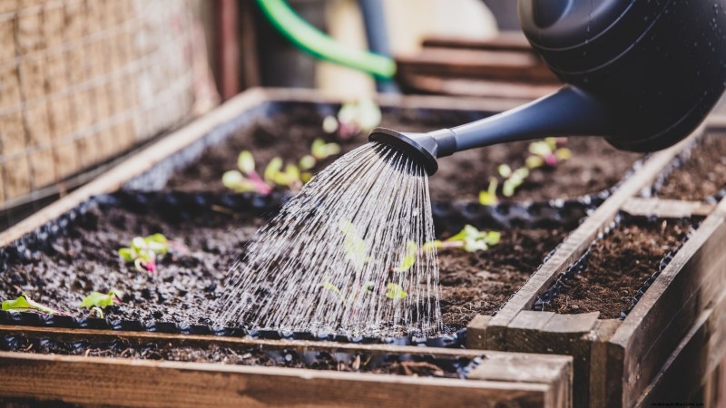 Grow Grapes in Raised Beds: A Comprehensive Guide