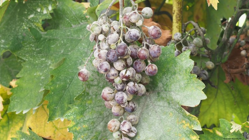 Grow Grapes in Raised Beds: A Comprehensive Guide
