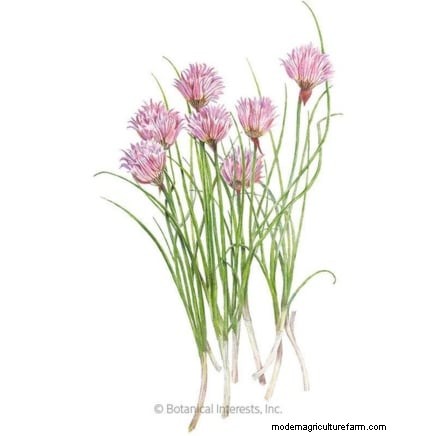 Cold-Hardy Herbs: 25 Varieties for Winter Garden Success