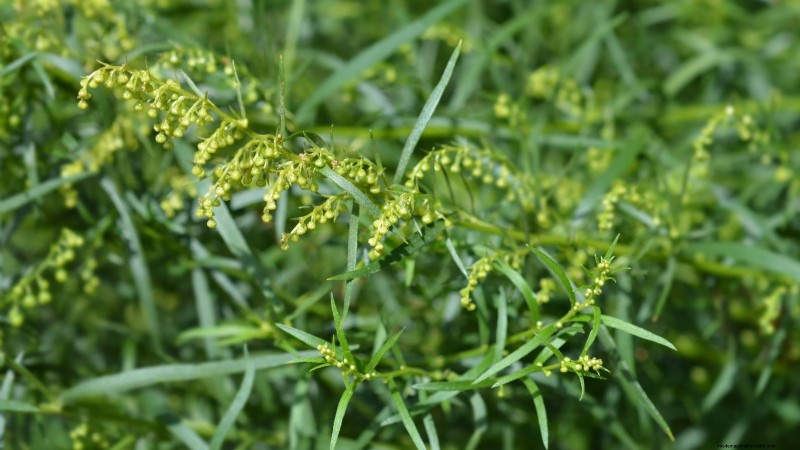 Cold-Hardy Herbs: 25 Varieties for Winter Garden Success