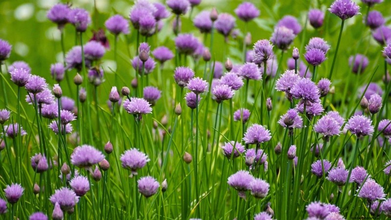 Cold-Hardy Herbs: 25 Varieties for Winter Garden Success
