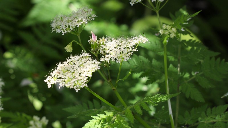 Cold-Hardy Herbs: 25 Varieties for Winter Garden Success