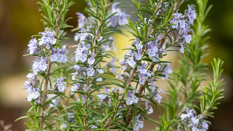 Cold-Hardy Herbs: 25 Varieties for Winter Garden Success