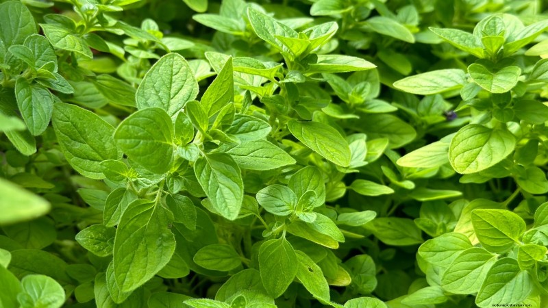 Cold-Hardy Herbs: 25 Varieties for Winter Garden Success