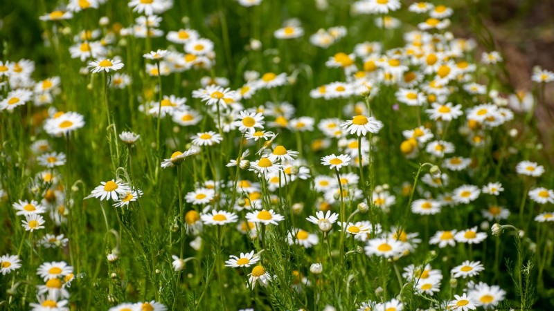 Cold-Hardy Herbs: 25 Varieties for Winter Garden Success