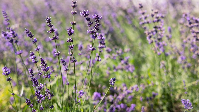 Cold-Hardy Herbs: 25 Varieties for Winter Garden Success