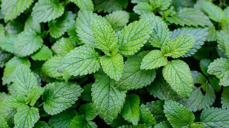 Cold-Hardy Herbs: 25 Varieties for Winter Garden Success