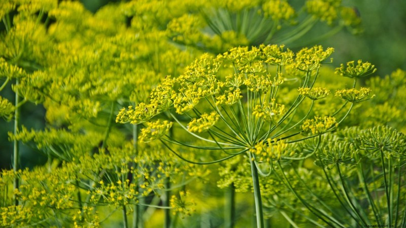 Cold-Hardy Herbs: 25 Varieties for Winter Garden Success