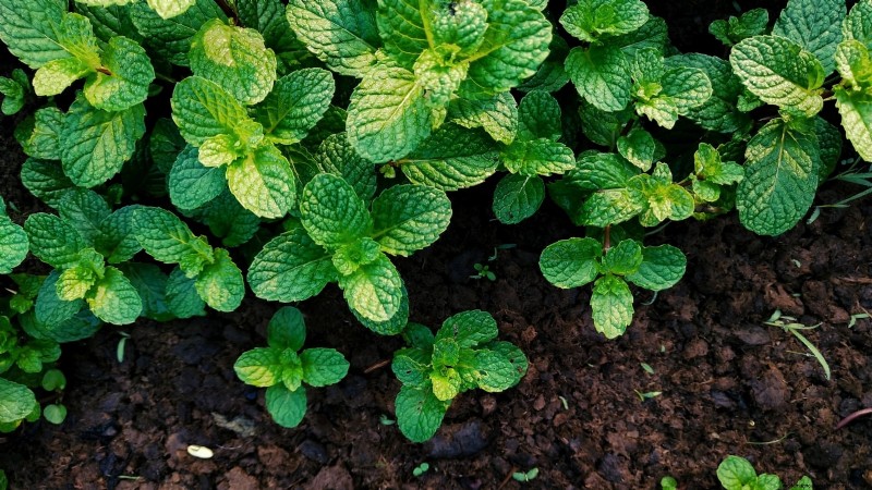 Cold-Hardy Herbs: 25 Varieties for Winter Garden Success