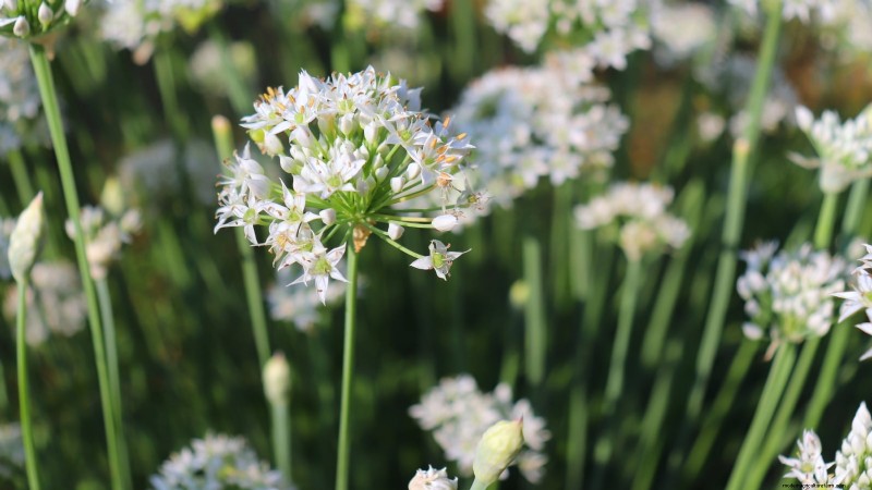 Cold-Hardy Herbs: 25 Varieties for Winter Garden Success