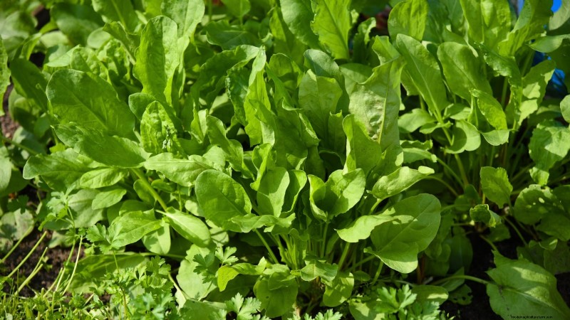 Cold-Hardy Herbs: 25 Varieties for Winter Garden Success