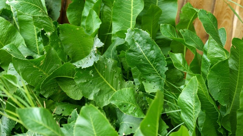 Cold-Hardy Herbs: 25 Varieties for Winter Garden Success