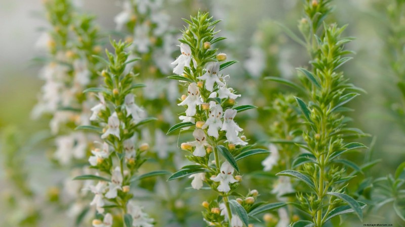 Cold-Hardy Herbs: 25 Varieties for Winter Garden Success