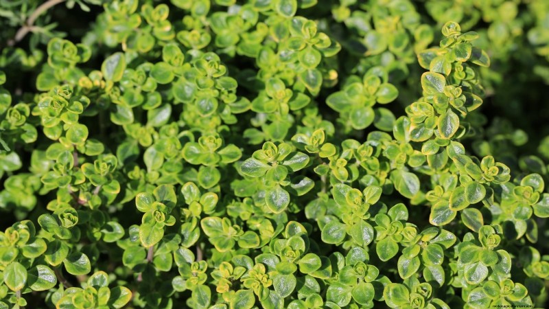 Cold-Hardy Herbs: 25 Varieties for Winter Garden Success