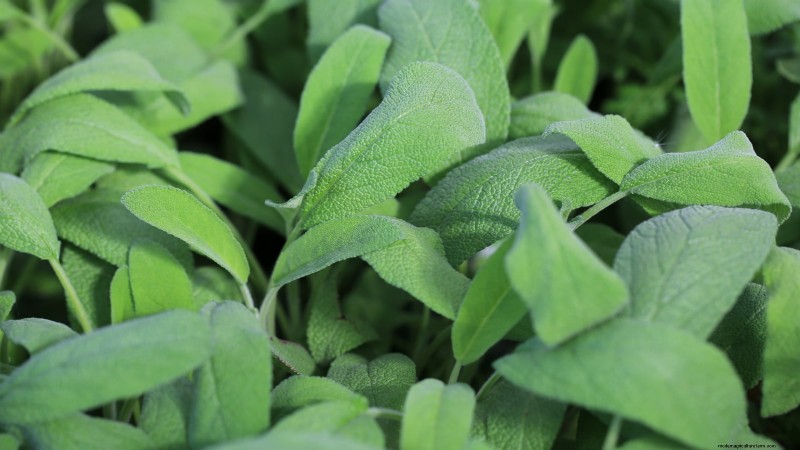 Cold-Hardy Herbs: 25 Varieties for Winter Garden Success