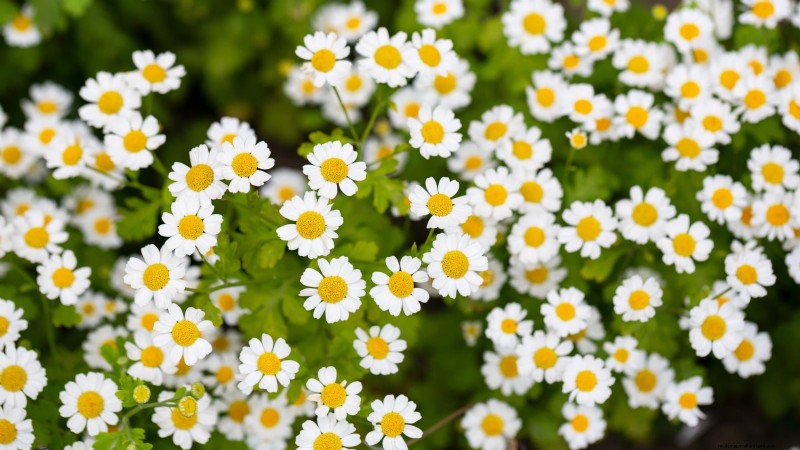 Cold-Hardy Herbs: 25 Varieties for Winter Garden Success