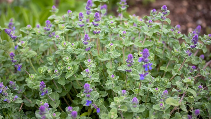 Cold-Hardy Herbs: 25 Varieties for Winter Garden Success