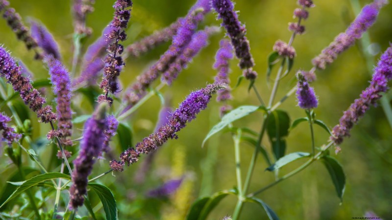 Cold-Hardy Herbs: 25 Varieties for Winter Garden Success