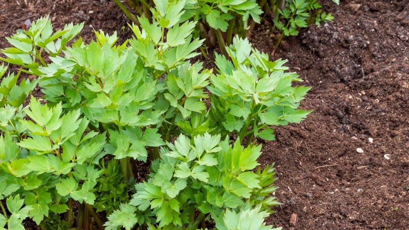 Cold-Hardy Herbs: 25 Varieties for Winter Garden Success