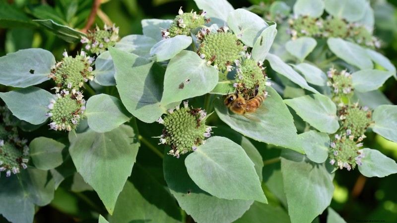Cold-Hardy Herbs: 25 Varieties for Winter Garden Success