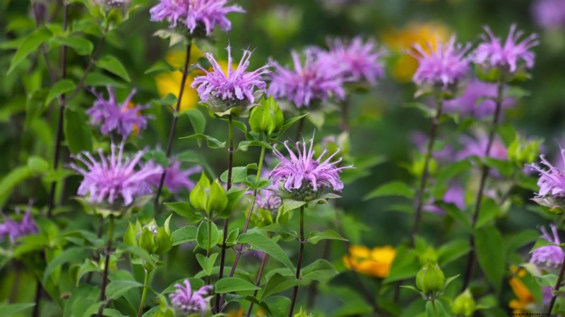 Cold-Hardy Herbs: 25 Varieties for Winter Garden Success