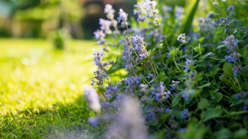 Cold-Hardy Herbs: 25 Varieties for Winter Garden Success