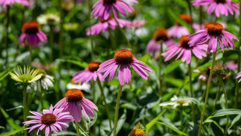 Cold-Hardy Herbs: 25 Varieties for Winter Garden Success