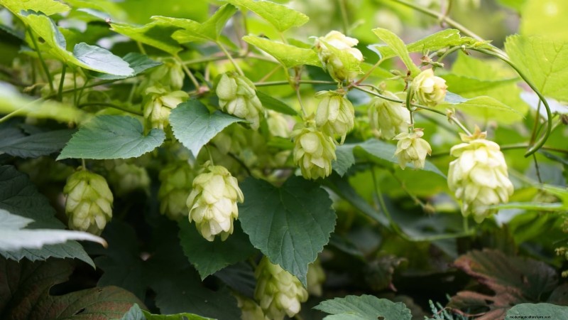 Cold-Hardy Herbs: 25 Varieties for Winter Garden Success
