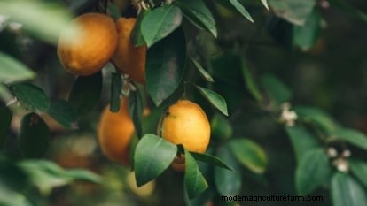 Growing Improved Meyer Lemon Bushes: A Complete Guide