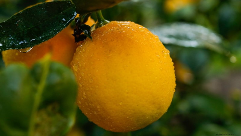 Growing Improved Meyer Lemon Bushes: A Complete Guide