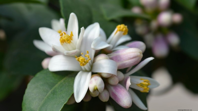 Growing Improved Meyer Lemon Bushes: A Complete Guide