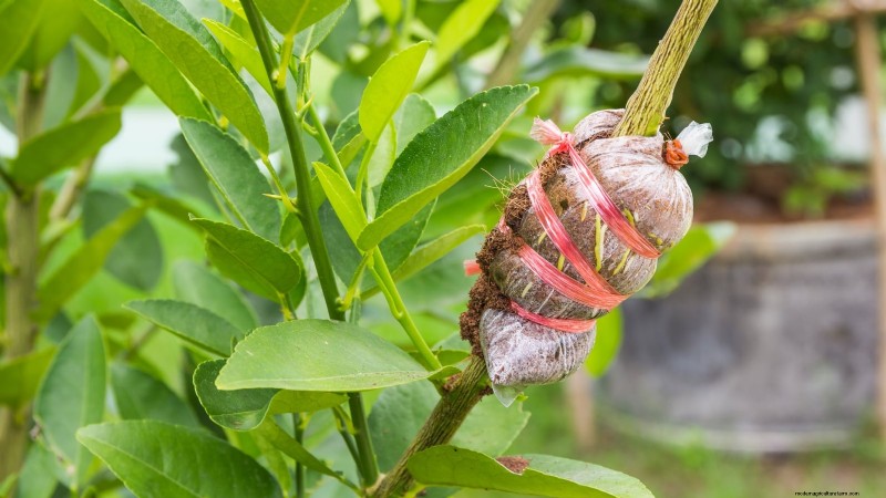 Growing Improved Meyer Lemon Bushes: A Complete Guide