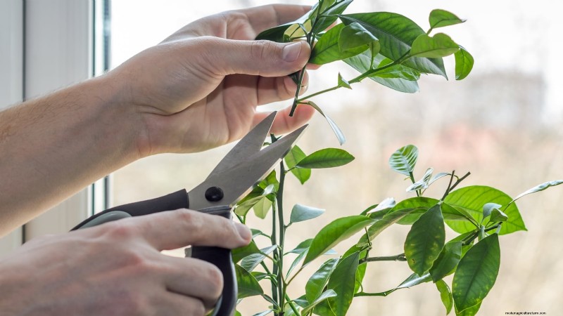 Growing Improved Meyer Lemon Bushes: A Complete Guide