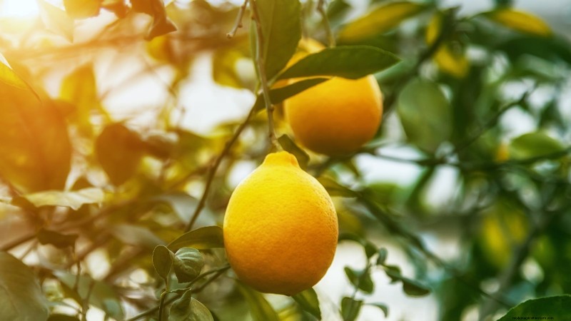 Growing Improved Meyer Lemon Bushes: A Complete Guide