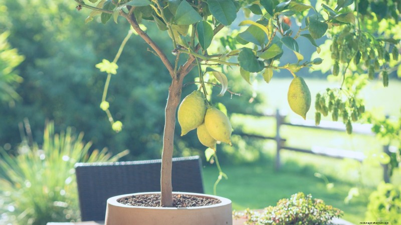 Growing Improved Meyer Lemon Bushes: A Complete Guide