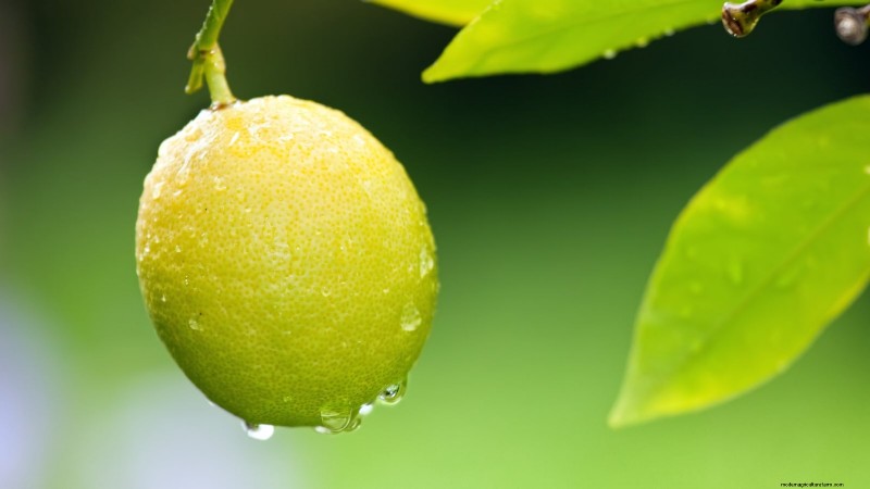 Growing Improved Meyer Lemon Bushes: A Complete Guide
