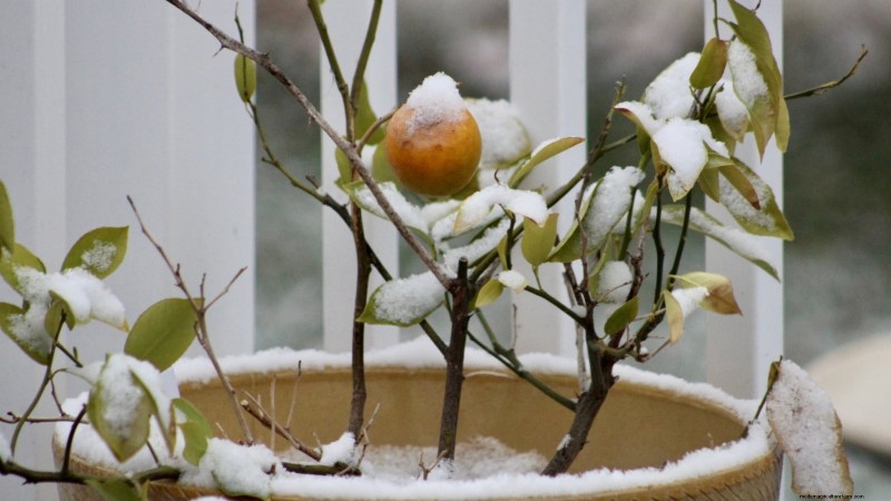 Growing Improved Meyer Lemon Bushes: A Complete Guide