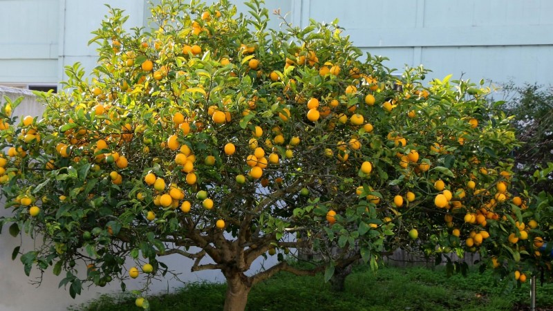 Growing Improved Meyer Lemon Bushes: A Complete Guide