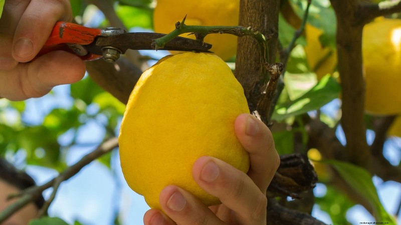 Growing Improved Meyer Lemon Bushes: A Complete Guide