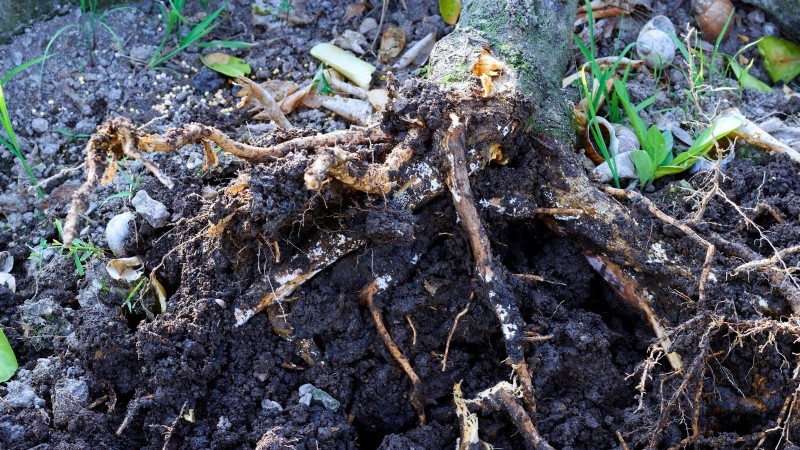 Growing Improved Meyer Lemon Bushes: A Complete Guide