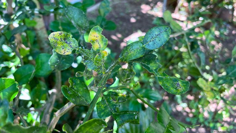 Growing Improved Meyer Lemon Bushes: A Complete Guide