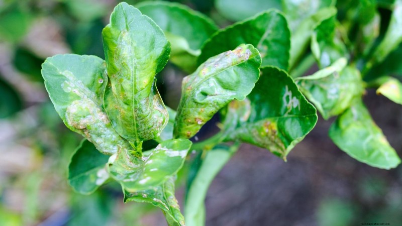 Growing Improved Meyer Lemon Bushes: A Complete Guide