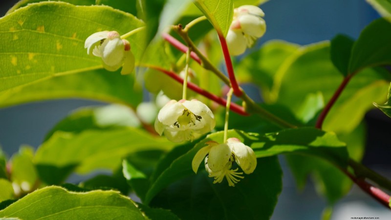 Grow Prolific Hardy Kiwi Vines: Planting, Care & Harvesting