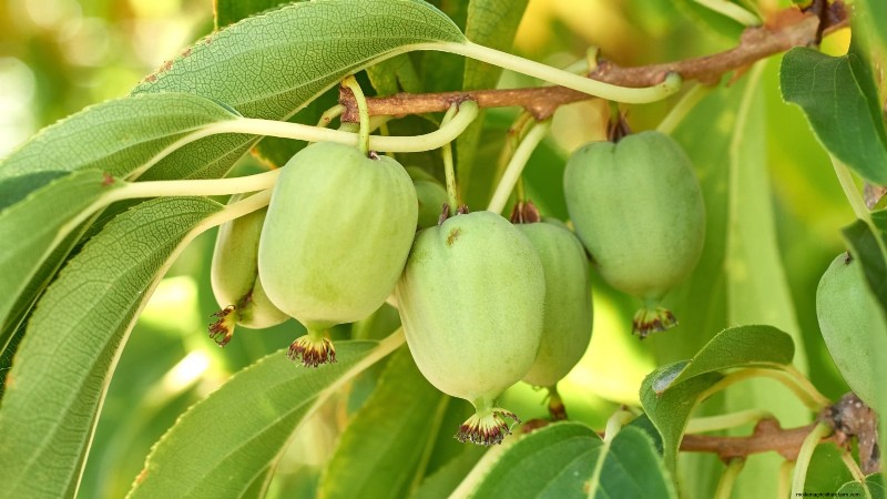 Grow Prolific Hardy Kiwi Vines: Planting, Care & Harvesting