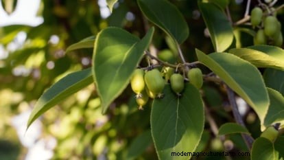 Grow Prolific Hardy Kiwi Vines: Planting, Care & Harvesting