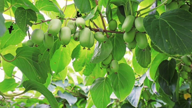 Grow Prolific Hardy Kiwi Vines: Planting, Care & Harvesting