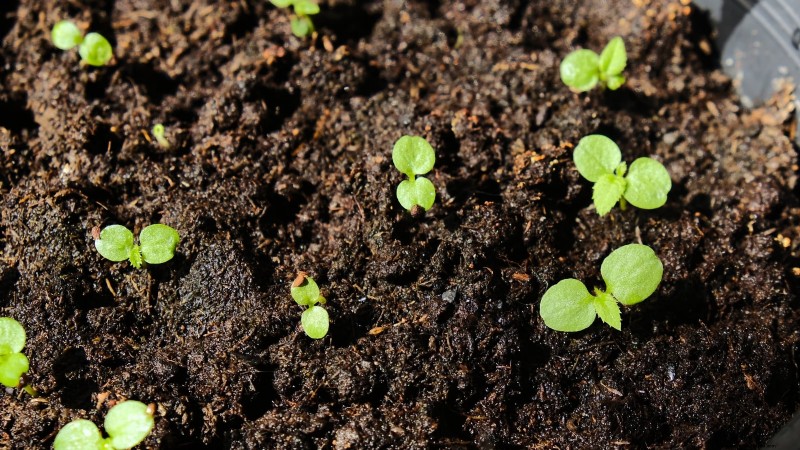 Grow Prolific Hardy Kiwi Vines: Planting, Care & Harvesting